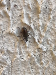 Lagria villosa