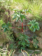 Ricinus communis