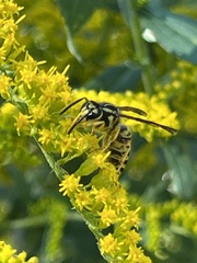 Vespula maculifrons