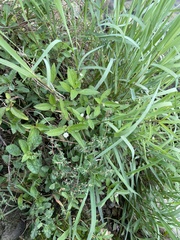 Eclipta prostrata