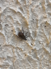 Lagria villosa
