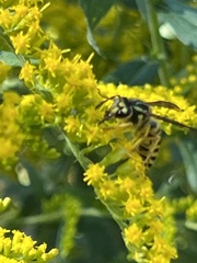 Vespula maculifrons