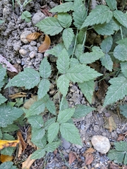 Rubus ursinus