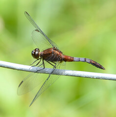 Erythrodiplax melanorubra