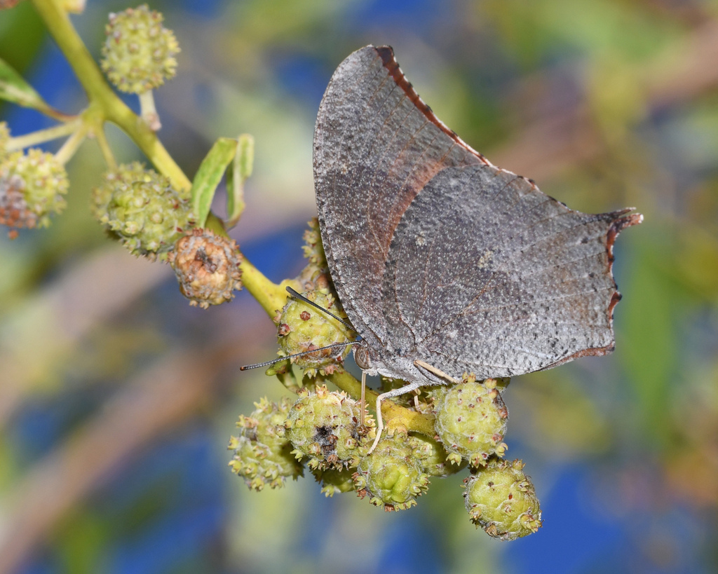 Florida Leafwing