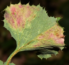 Golovinomyces sonchicola