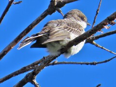 Pyrocephalus rubinus