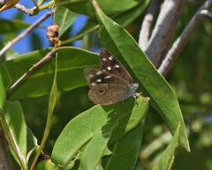 Nymphalidae