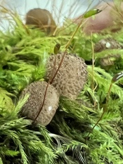 Lycoperdon subincarnatum