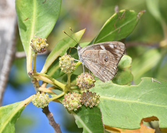 Nymphalidae