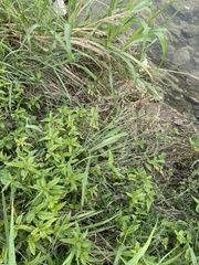 Verbena brasiliensis