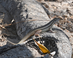 Leiocephalus barahonensis