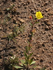 Oenothera villosa