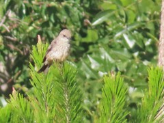 Pyrocephalus rubinus