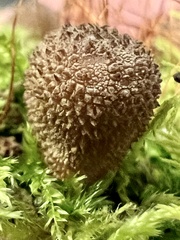Lycoperdon subincarnatum