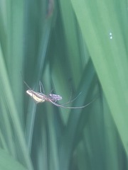 Tetragnatha extensa