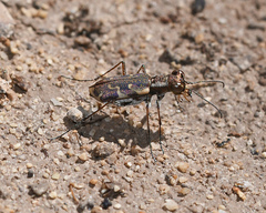 Cicindelinae