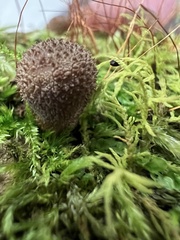 Lycoperdon subincarnatum