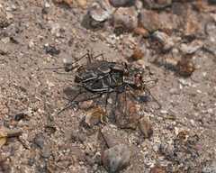 Cicindelinae
