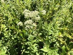 Eupatorium