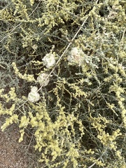 Asphondylia floccosa