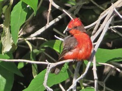 Pyrocephalus rubinus