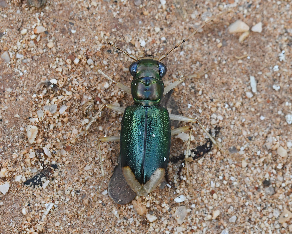 Tetracha acutipennis