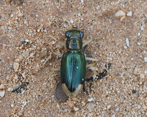 Tetracha acutipennis