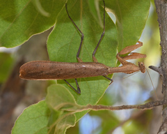Epaphrodita musarum
