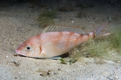 Pagellus erythrinus