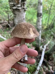 Leccinum