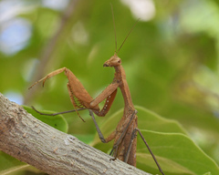 Epaphrodita musarum