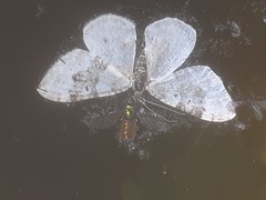 Xanthorhoe montanata