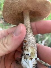 Leccinum