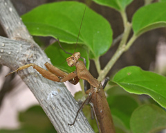 Epaphrodita musarum