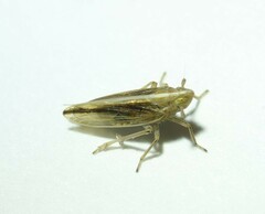Stenocranus minutus