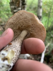 Leccinum