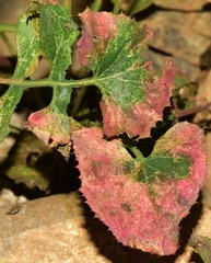 Golovinomyces sonchicola