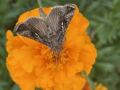 Autographa precationis