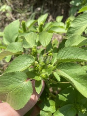 Acalypha ostryifolia
