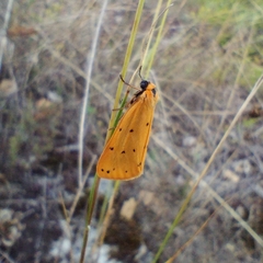 Setina roscida