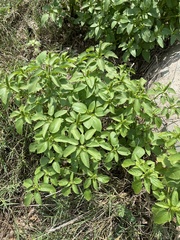 Acalypha ostryifolia
