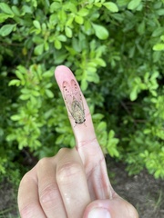 Neocicada hieroglyphica