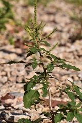 Amaranthus spinosus