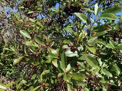 Aronia