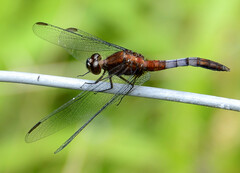 Erythrodiplax melanorubra