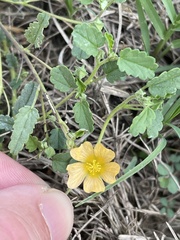 Sida abutifolia