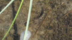 Cyprinodon variegatus