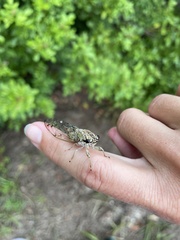 Neocicada hieroglyphica