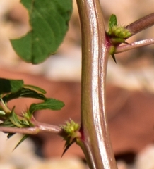 Amaranthus spinosus